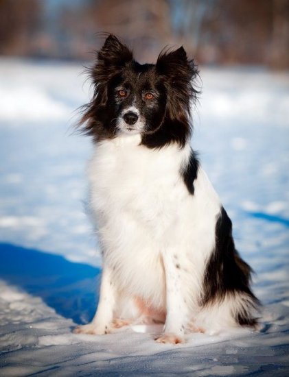 Ненецкая оленегонная собака, Nenets reindeer herder's dog