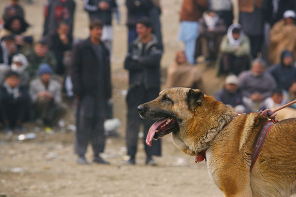  Собачьи бои в Афганистане 