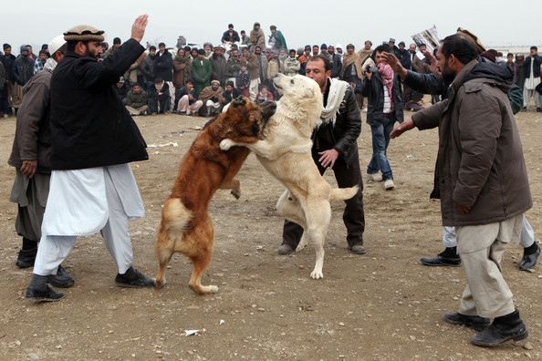  Собачьи бои в Афганистане 