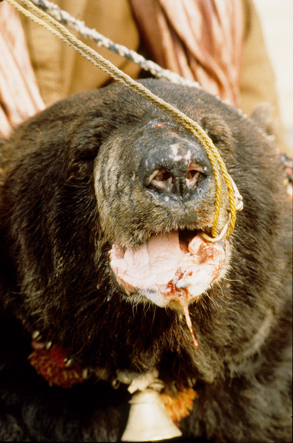  Травля медведя - беар-бейтинг 