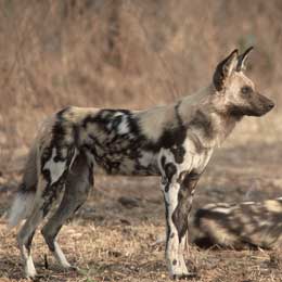  Африканская дикая собака (гиенотовидная собака) 