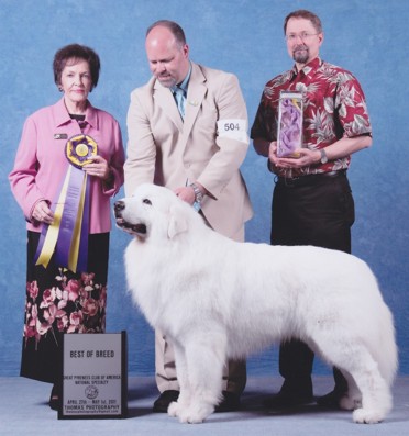  Великий пиренеи - Пиренейская горная собака 