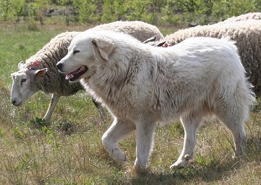  Великий пиренеи - Пиренейская горная собака 