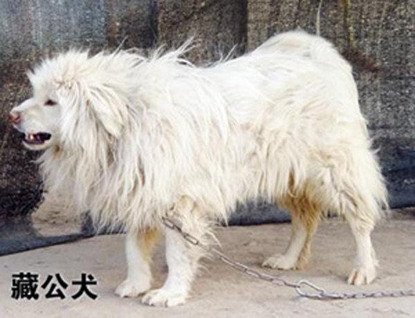  Белый тибетский мастифф 