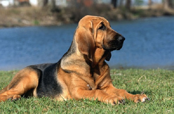  Bloodhound, бладхаунд