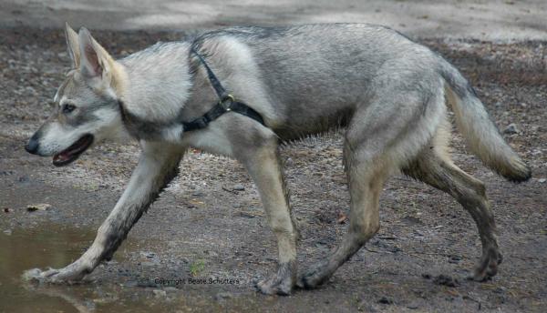  Волчья собака Саарлоса 