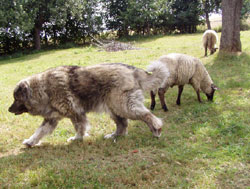  Кавказская овчарка