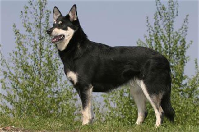  Лапландская оленегонная собака, Lapponian Herder 