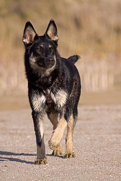  Лапландская оленегонная собака, Lapponian Herder 