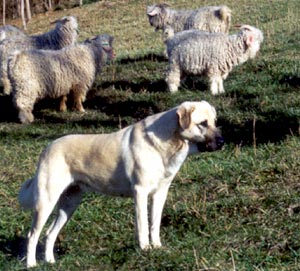 Анатолийская овчарка , карабаш, кангал 