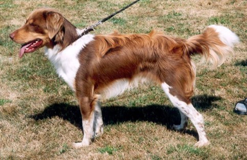  Чешская пестрая собака 