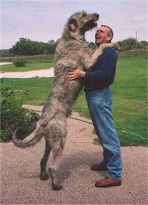  Самая большая собака в мире 