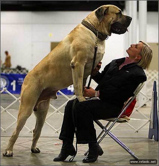  Самая большая собака в мире 