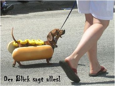 Анекдоты о собаках, корейцы и собаки юмор, смешное фото 2