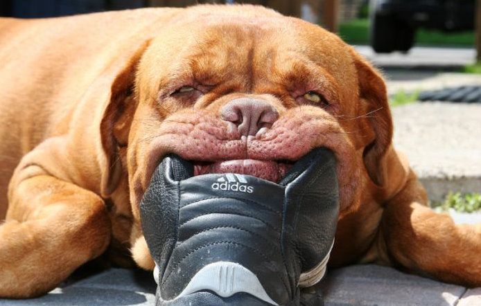 Анекдоты о собаках 8, смешное фото