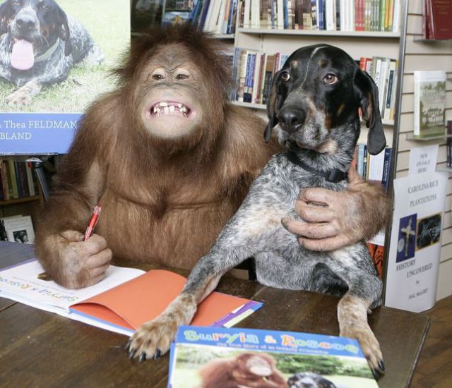  Собака и обезьяна, орангутанг