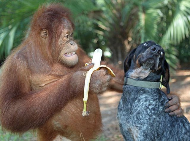  Собака и обезьяна, орангутанг