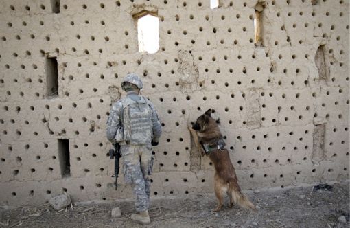  Собаки в армии США 