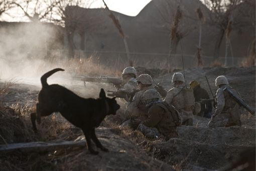 Собаки в армии США 