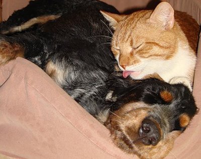  Собаки и кошки или котовасия
