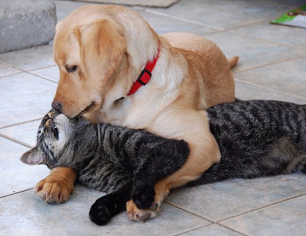  Собаки и кошки или котовасия
