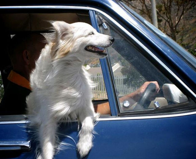  Собаки в окне машины