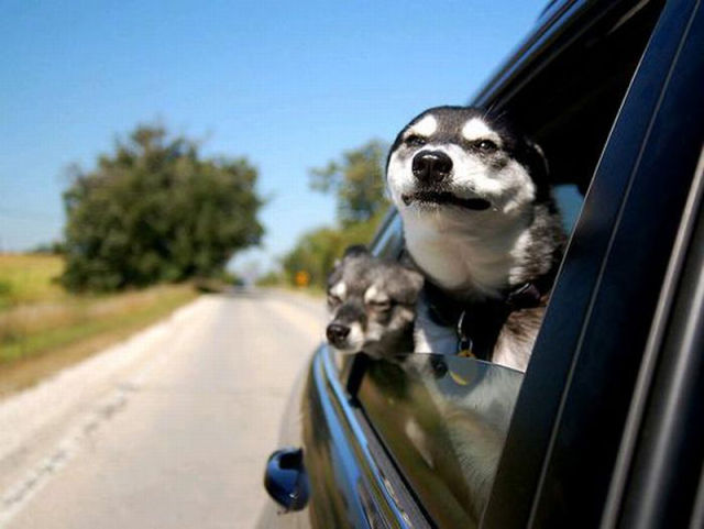  Собаки в окне машины