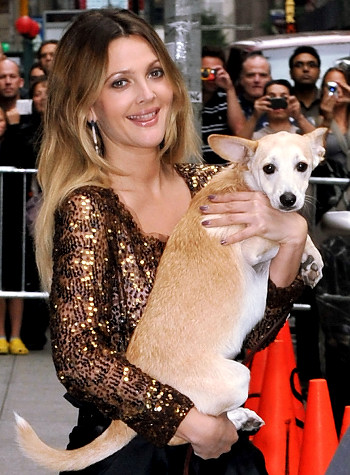  Drew Barrymore Мировые знаменитости и их собаки 