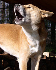  Новогвинейская поющая собака 