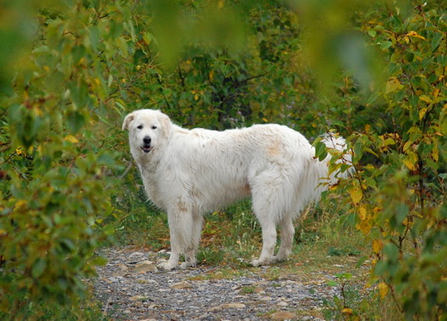  Мареммано абруззейская пастушья собака (маремма) 